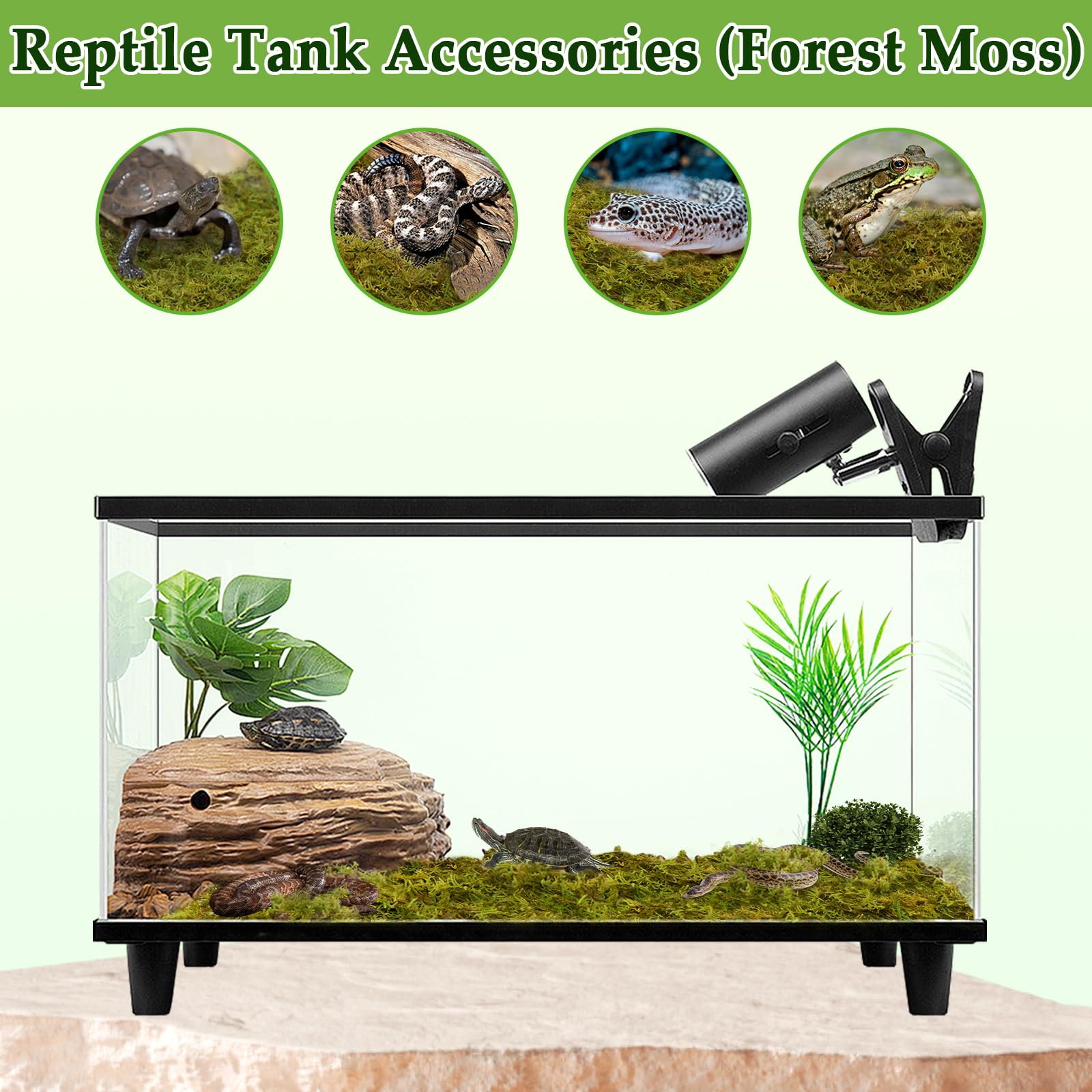 Halatool green moss in a terrarium creating a natural habitat