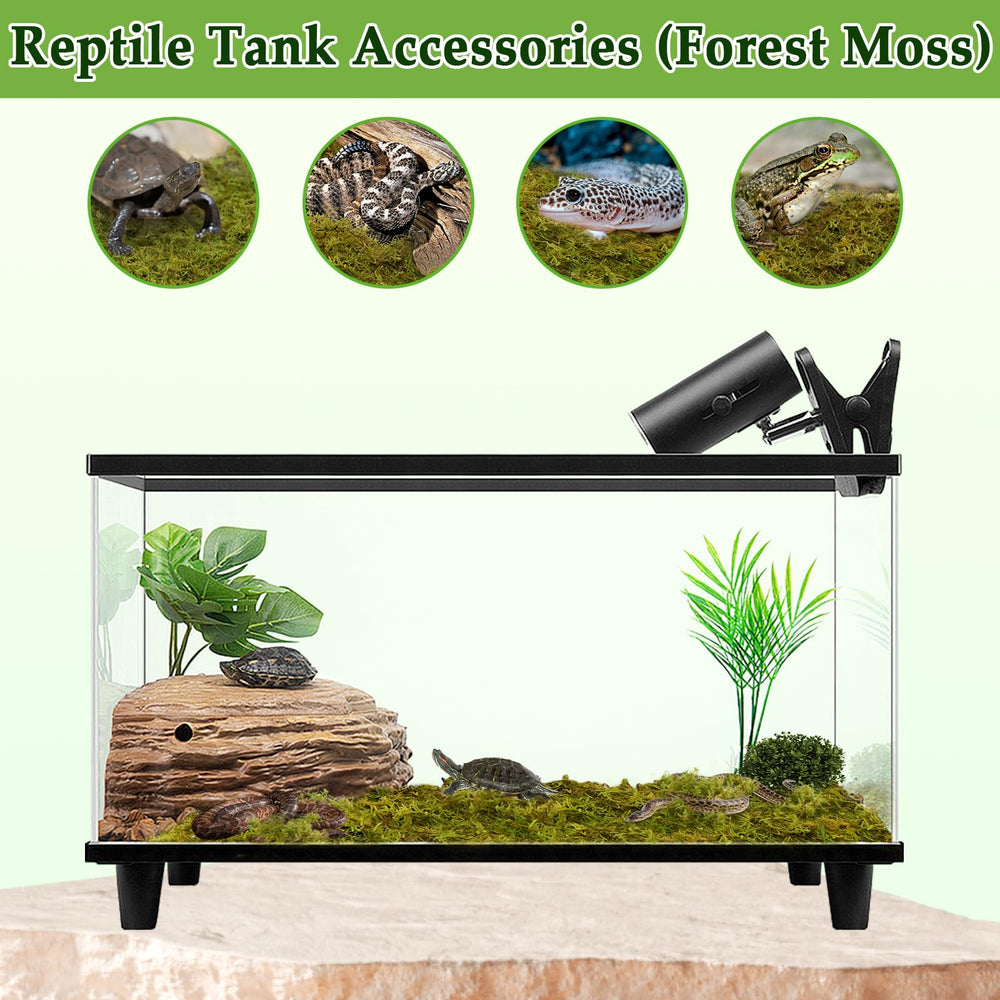 Halatool green moss in a terrarium creating a natural habitat