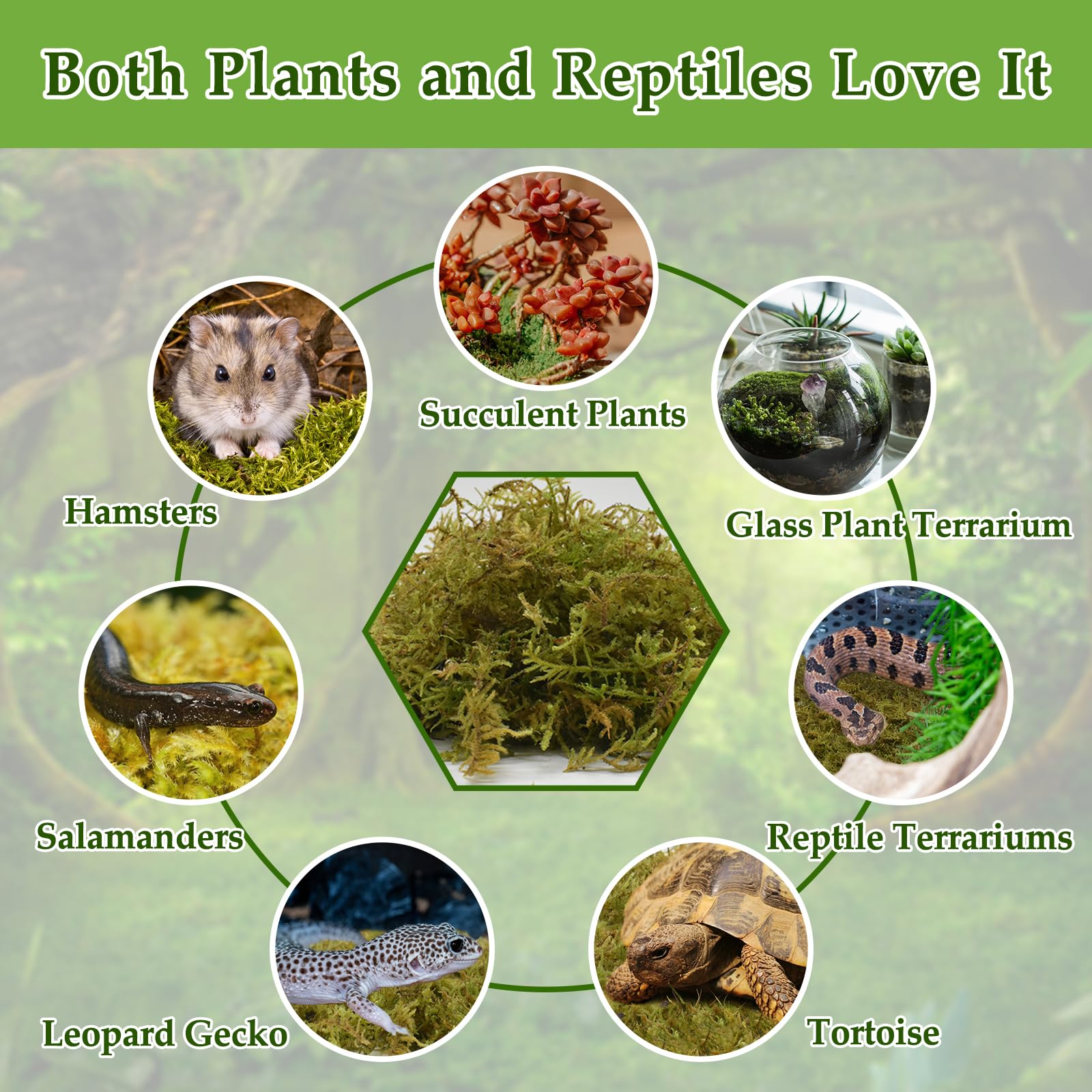 Halatool moss for tortoises and frogs supports moisture in terrarium environments.