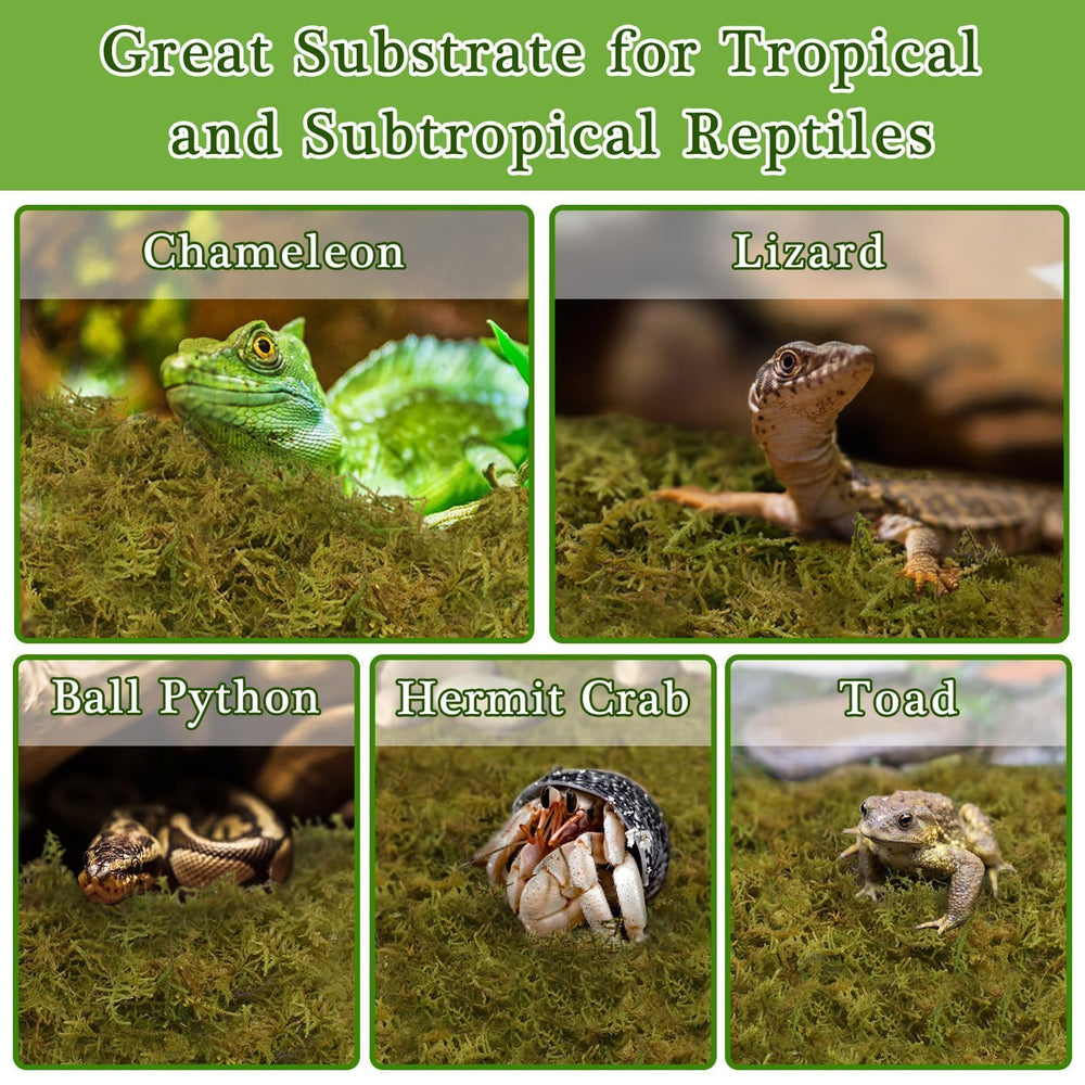 Halatool sphagnum moss leopard gecko bed offers cushioned humidity for small reptiles