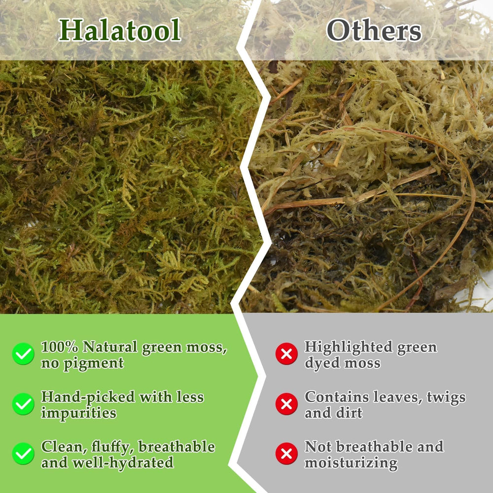Halatool sphagnum moss bedding for snakes and geckos in terrarium