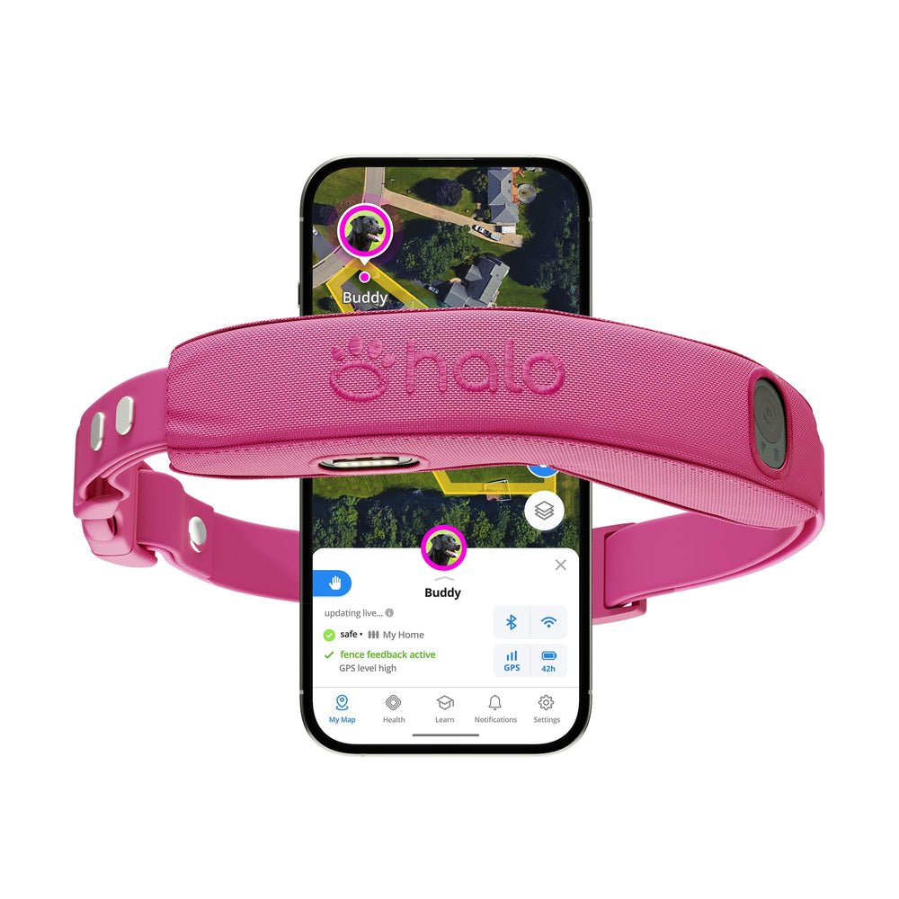 Halo Collar 5 Orchid dog-wearable with real-time location monitoring.