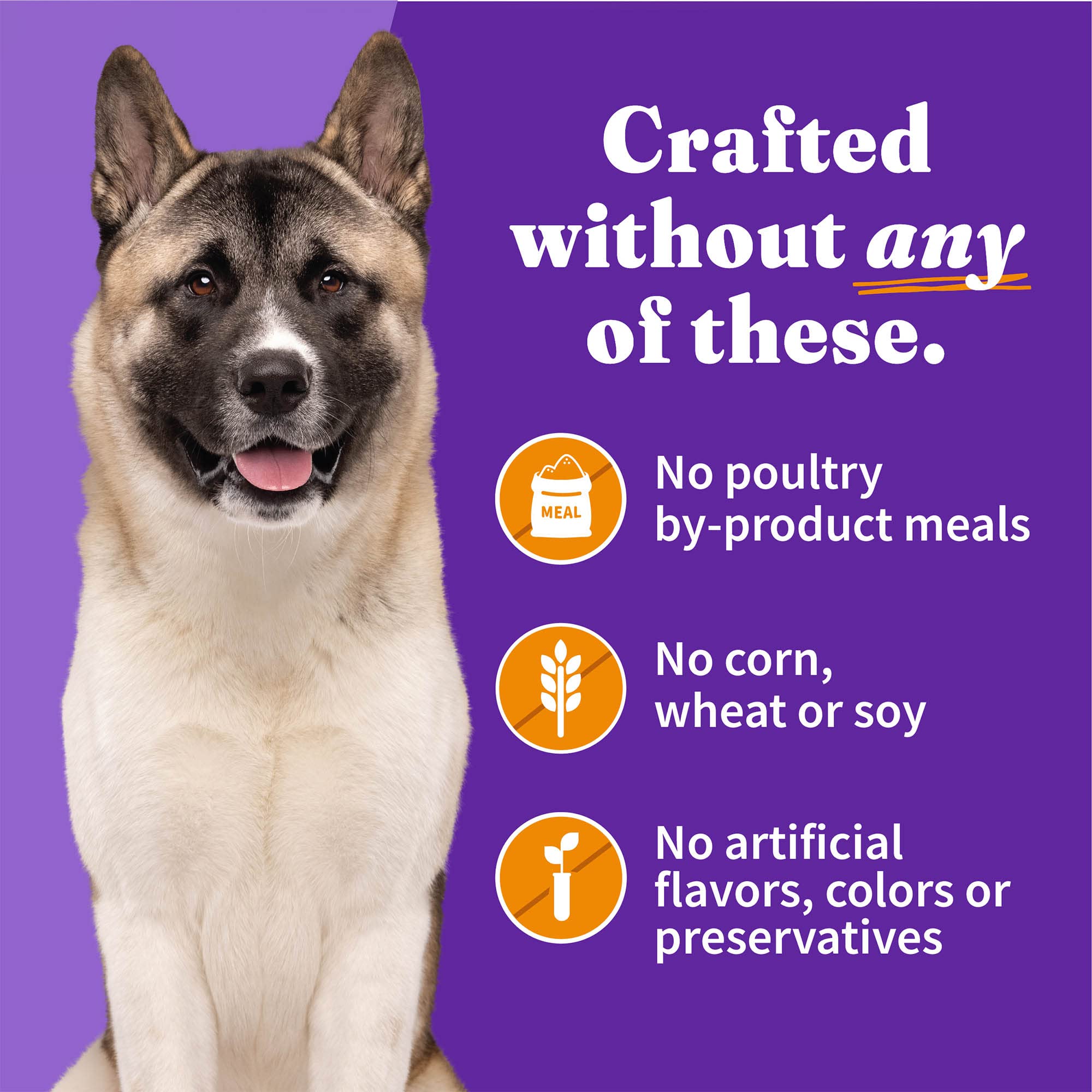 Halo l-carnitine dog energy image highlights metabolism support for active seniors.
