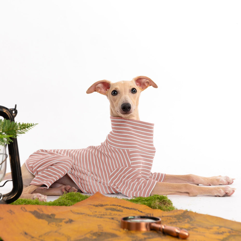 Haloumoning dog sweater stripe-color-block adds playful style and visibility.