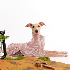 Haloumoning dog sweater stripe-color-block adds playful style and visibility.