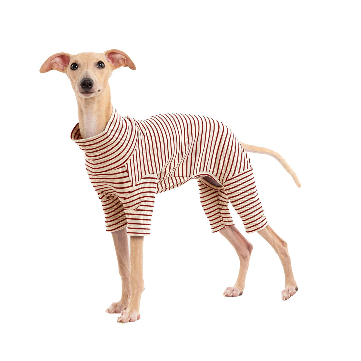 Haloumoning dog sweater striped front view boosts cute winter photos with cozy warmth