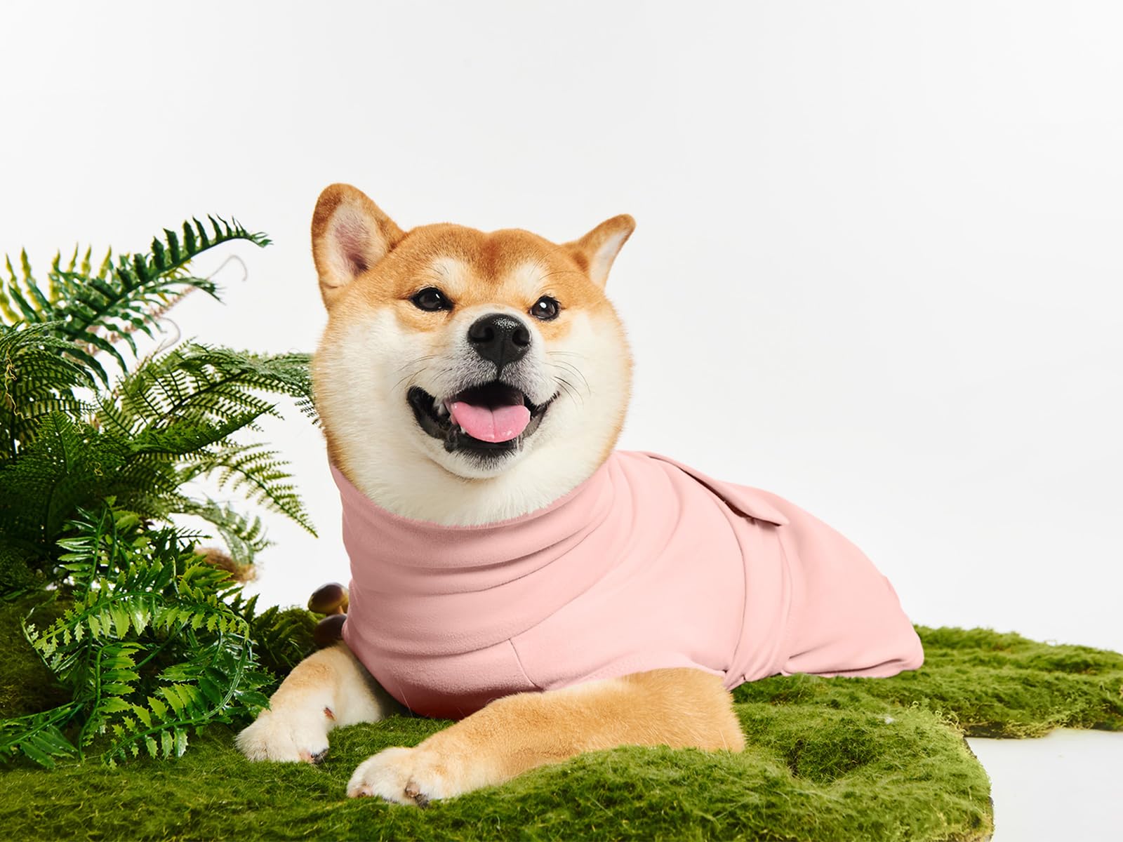 Haloumoning large-dog anxiety-vest on dog during vet-visit calm-wrap