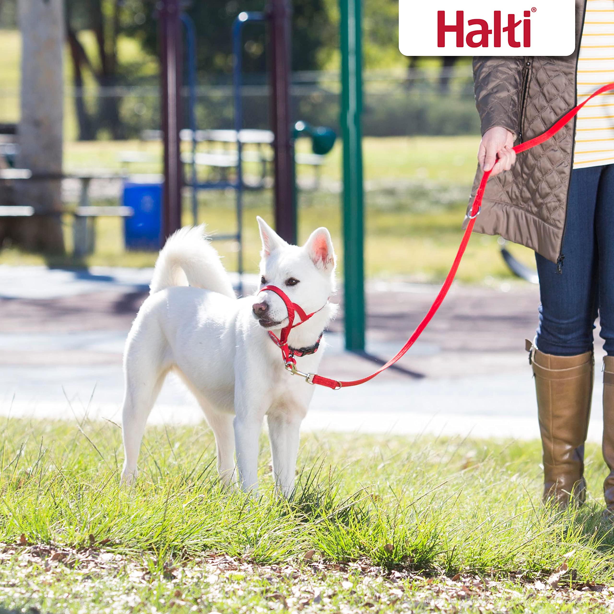 Halti Training Leash multiple lengths demonstrates adjustable control for medium to large dogs during walks.