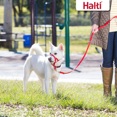 Halti Training Leash multiple lengths demonstrates adjustable control for medium to large dogs during walks.
