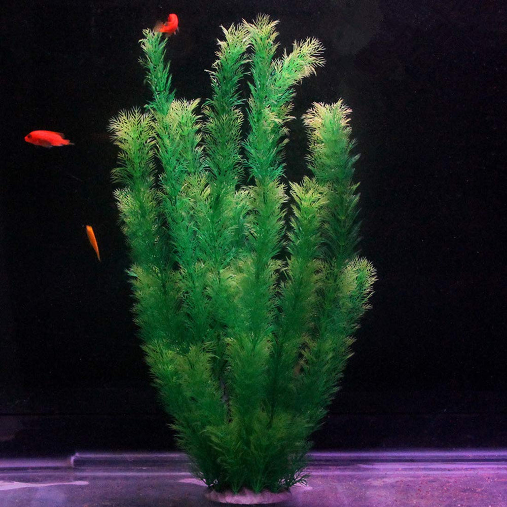 Hamiledyi aquarium plants tall green stalks add depth and hiding spots