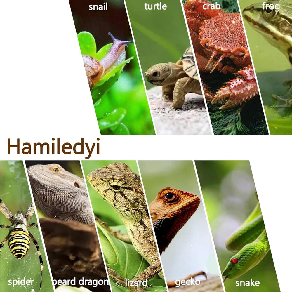 Hamiledyi bearded dragon climbing setup becomes engaging with textured surfaces.