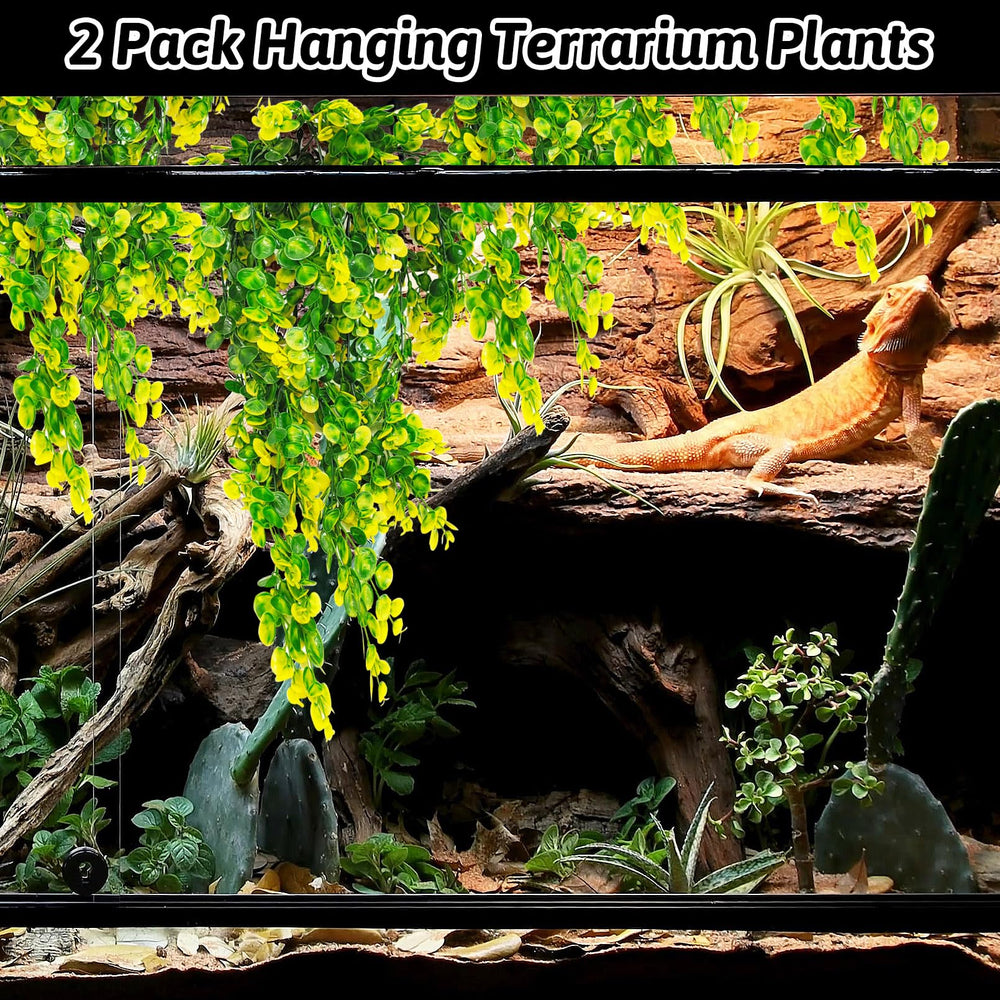 Hamiledyi easy-cleaning plants simplify terrarium maintenance