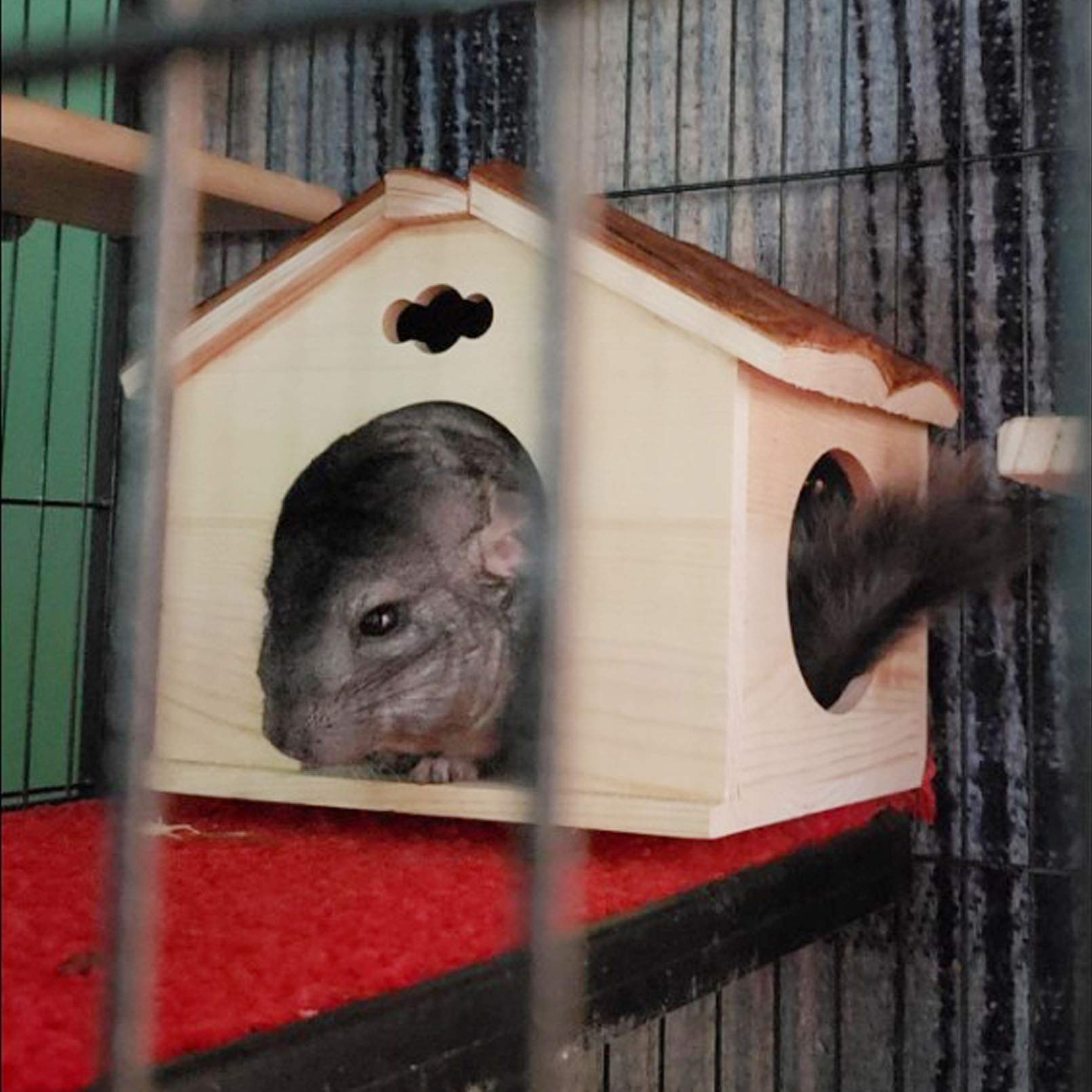 Hamiledyi guinea pig wooden house interior provides space for play and rest.