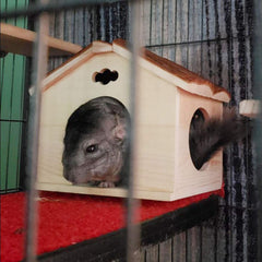 Hamiledyi guinea pig wooden house interior provides space for play and rest.