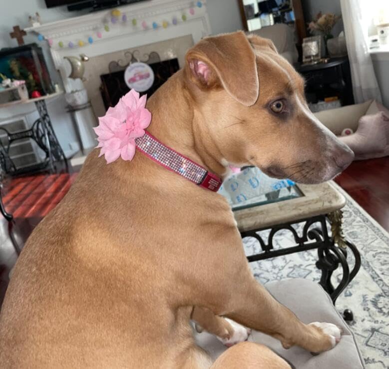 Haoyueer hot pink7 leash complements the sparkling collar for coordinated pet fashion.