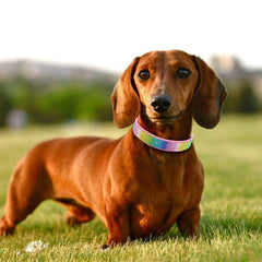Haoyueer pink leash, 120cm, ideal for easy daily walks.