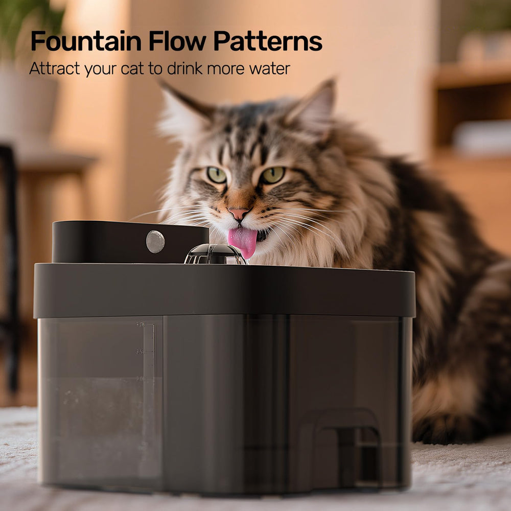 HAPAW 2.4G Wi-Fi setup for smart hydration