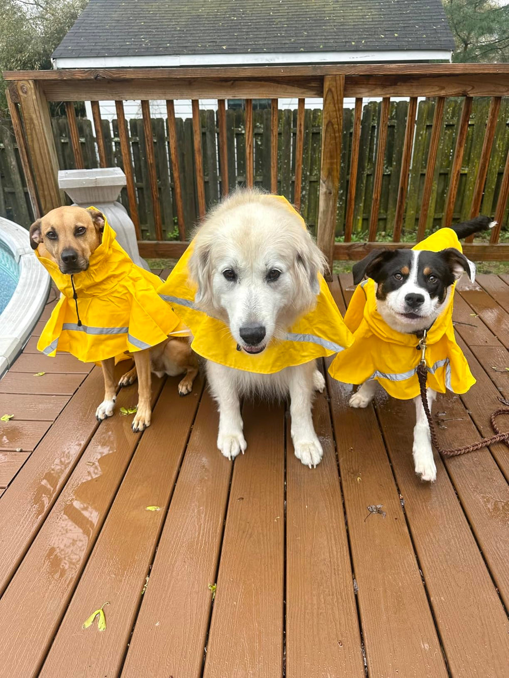 HAPEE keeps most of dog body dry with paw exposure