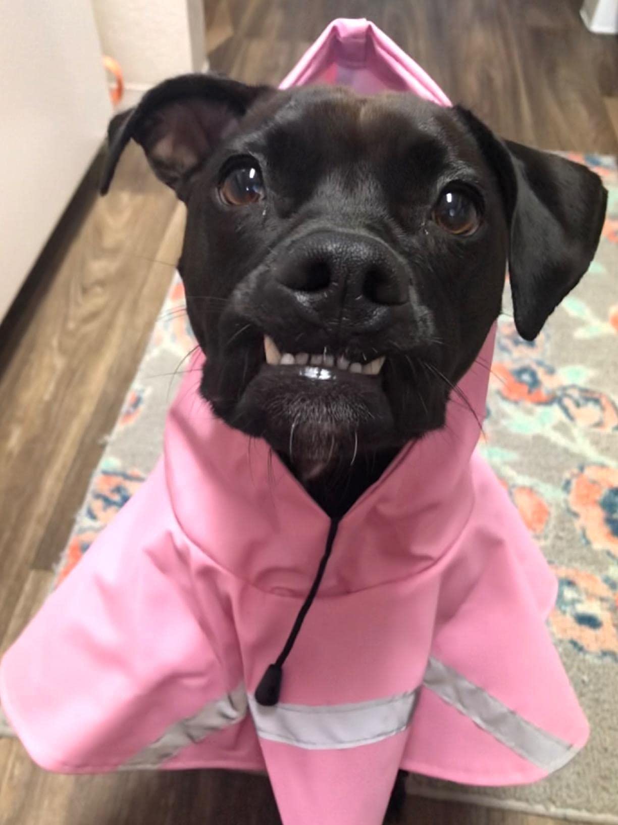 HAPEE dog raincoat on walks pink shows easy put-on design