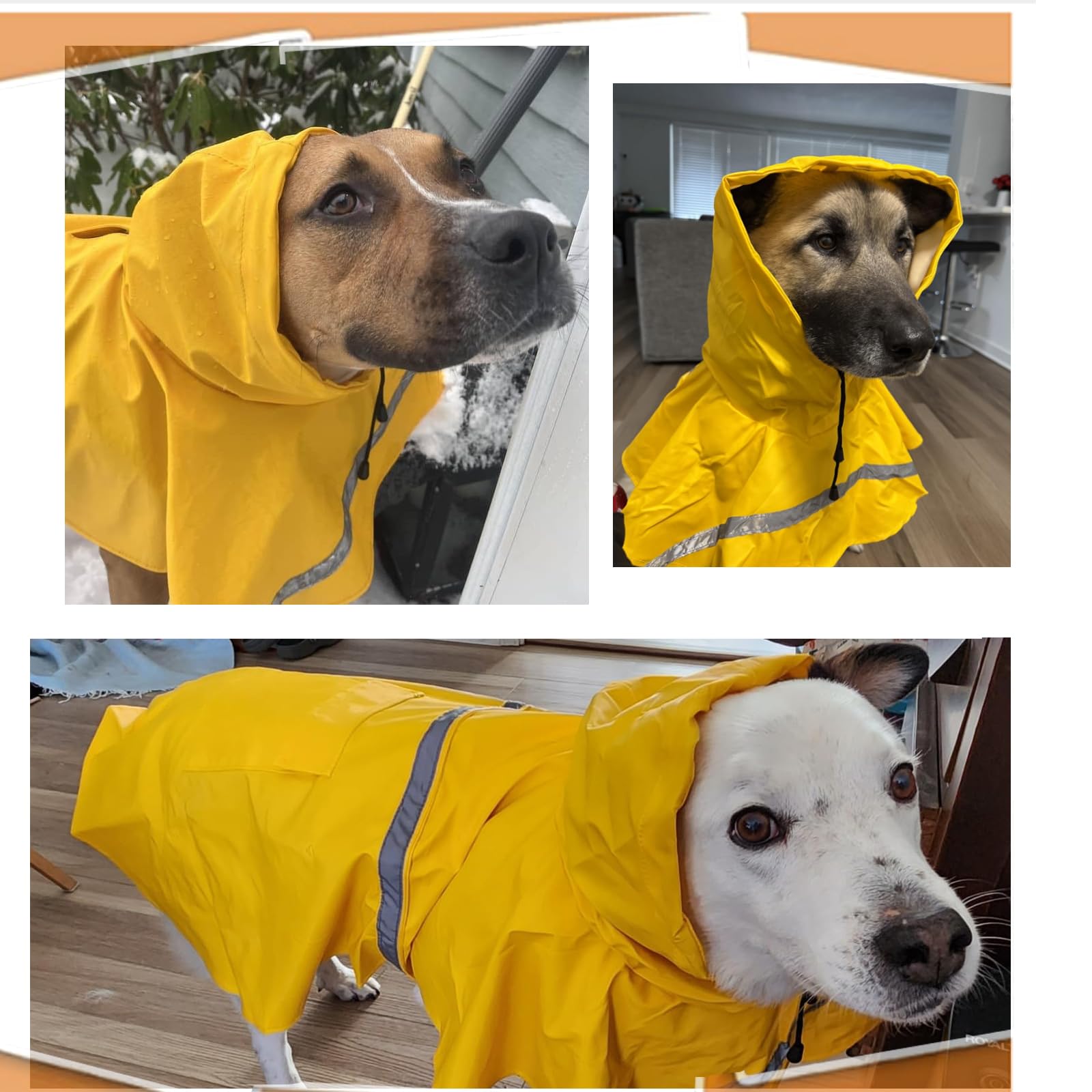 HAPEE dog walks in rain wearing yellow raincoat