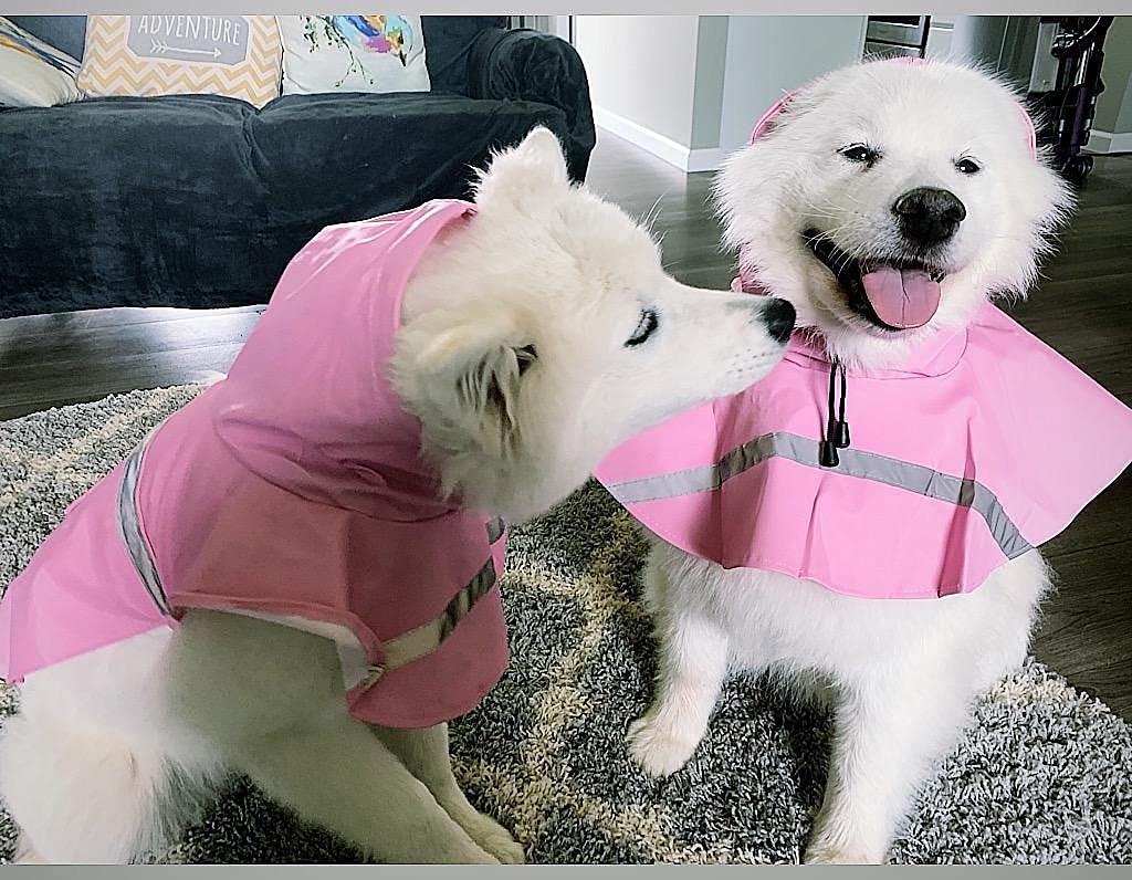 HAPEE dog raincoat waterproof material pink keeps most of the body dry