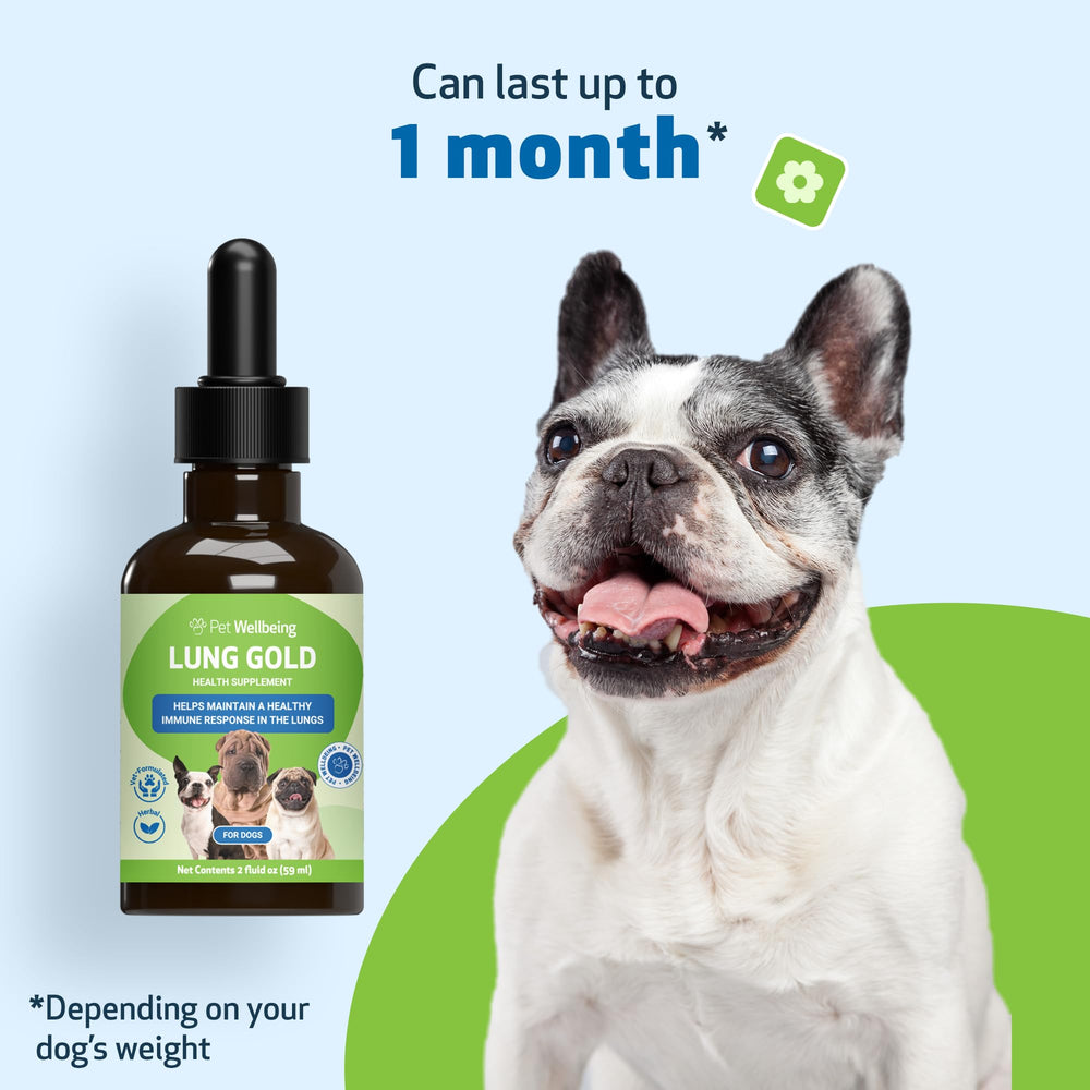 Happy dog after using Pet Wellbeing Lung Gold respiratory supplement.