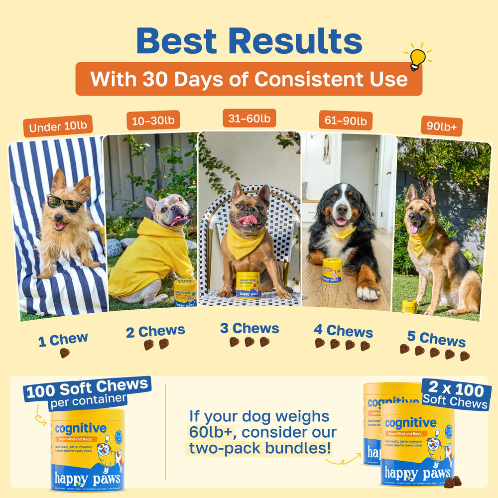 Happy Paws memory focus dog image conveys vitality in older dogs.