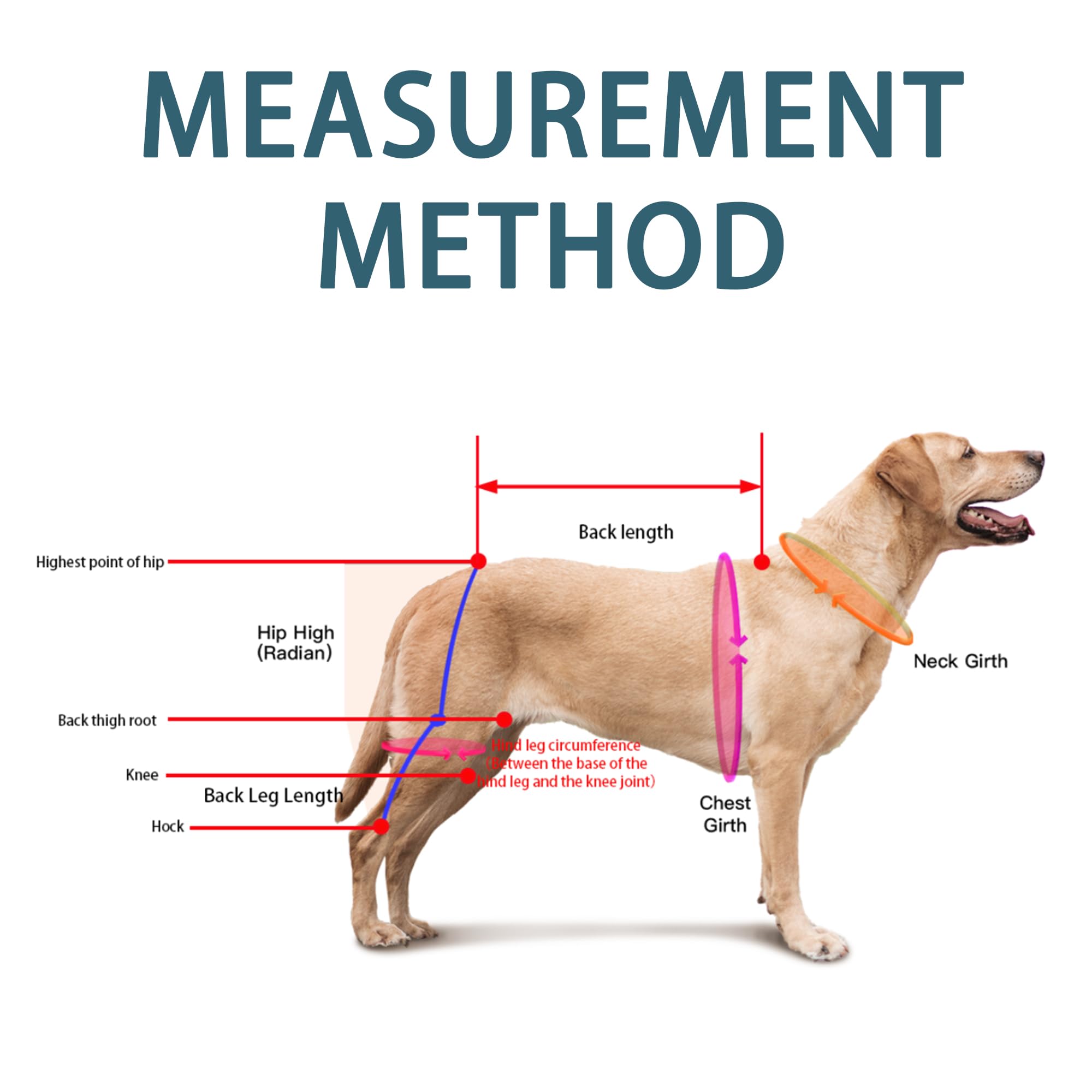 HAPPYHAO dog knee brace on rear leg illustrates hind-leg support for mobility.