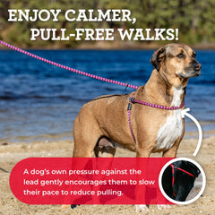 Harness Lead escape-proof design shown on dog, offering safer, calmer walks.