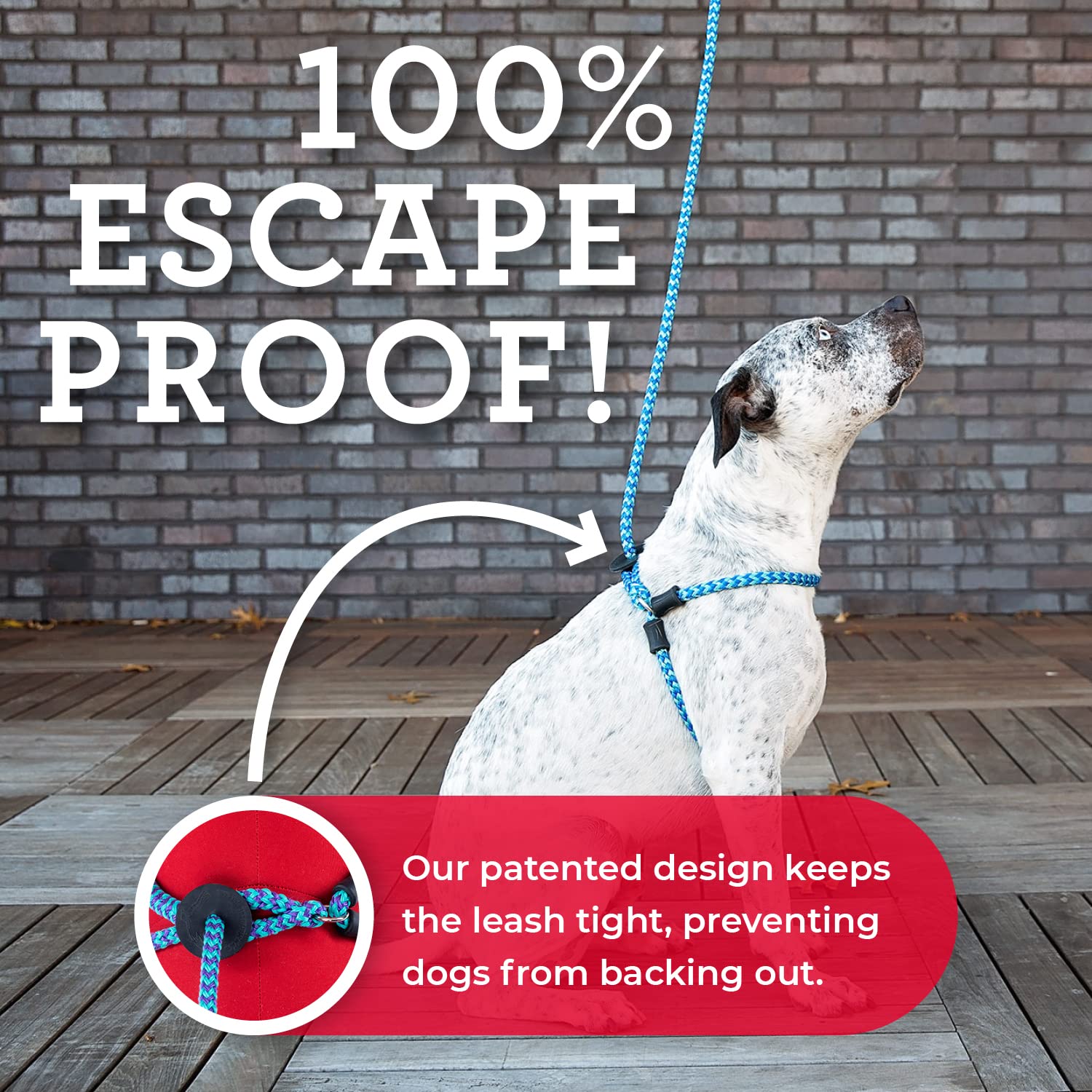 Harness Lead front-leg adjustment detail helps secure a comfortable, no-slip fit.
