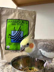 Harrison's Bird Foods Adult Lifetime Fine served in a dish suggests ready-to-eat, nutrient-dense feeding.