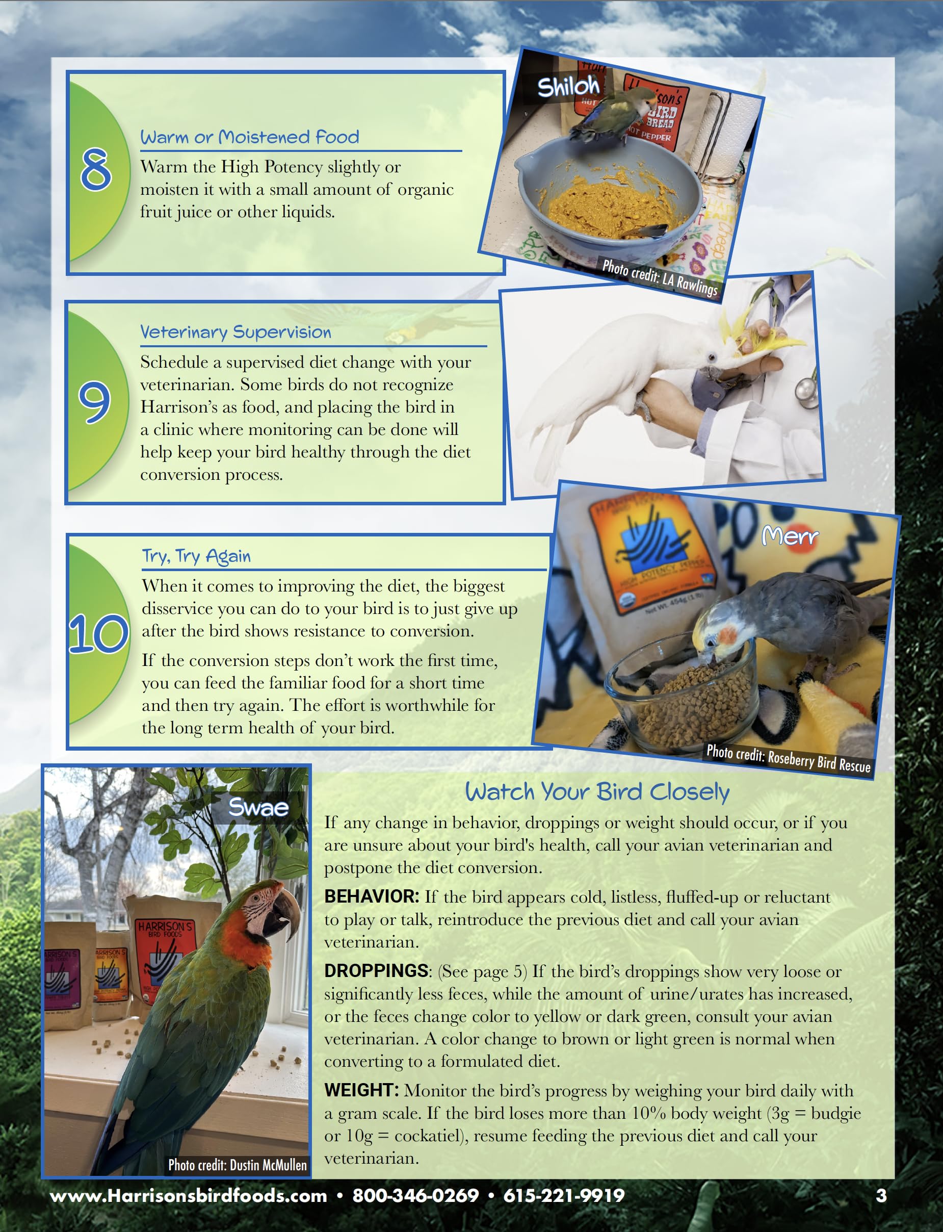 Birds dining from a dish with Harrison's Lifetime Fine promotes steady daily energy.