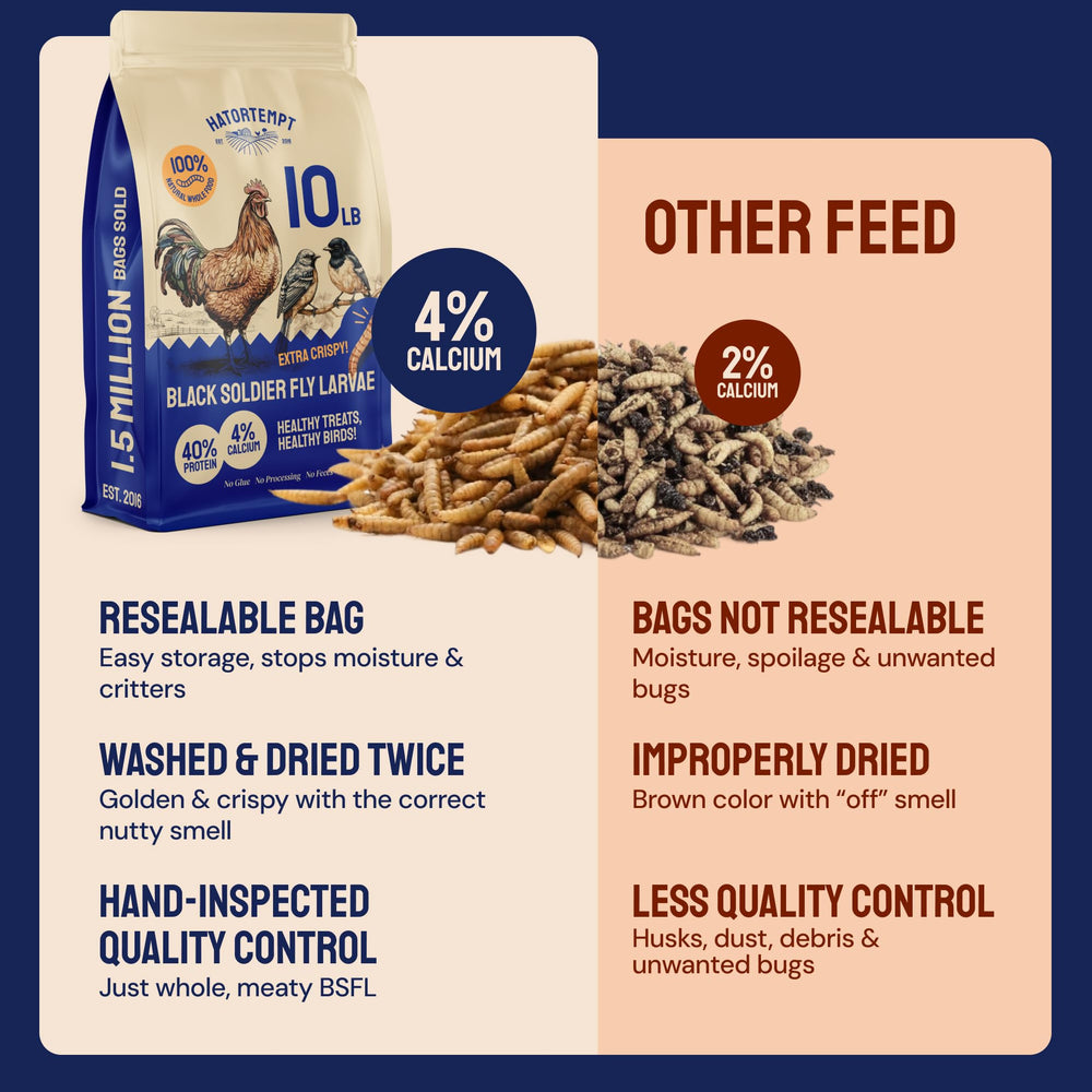 Hatortempt coop-egg-shell-support photo highlights calcium-rich bites aiding eggshell quality