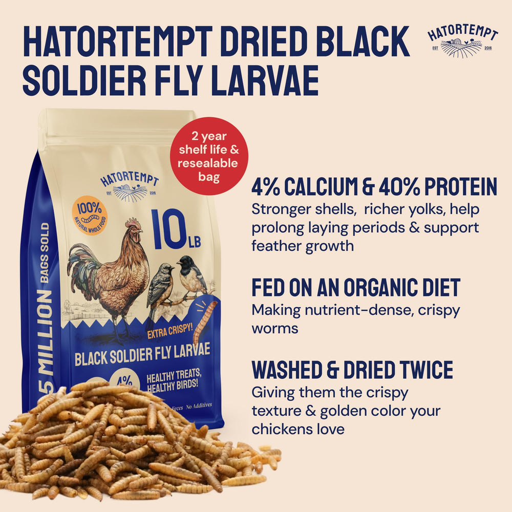 Hatortempt dried larvae closeup highlights calcium content for eggshell support