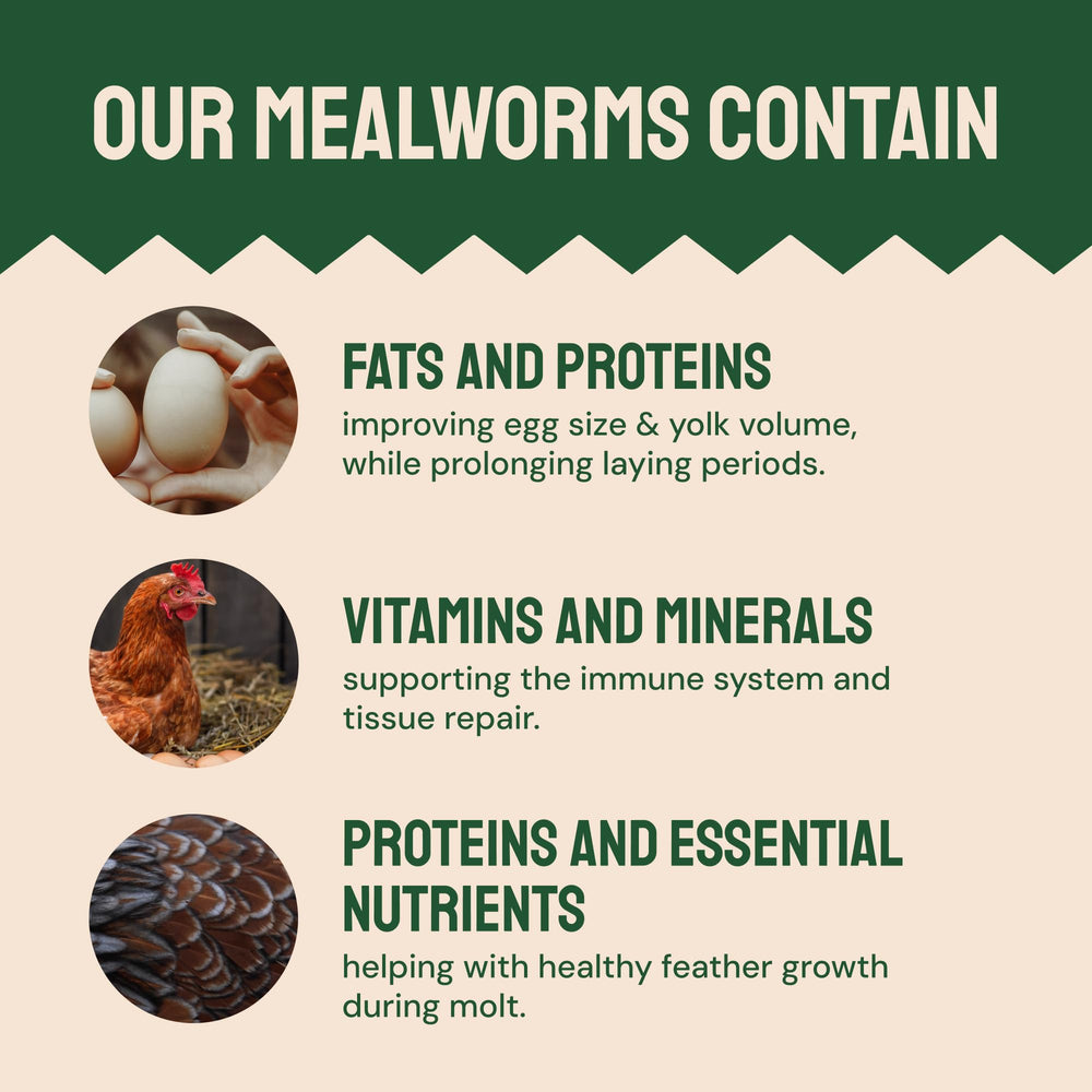 Hatortempt dried mealworms in chicken feed mix for winter protein.
