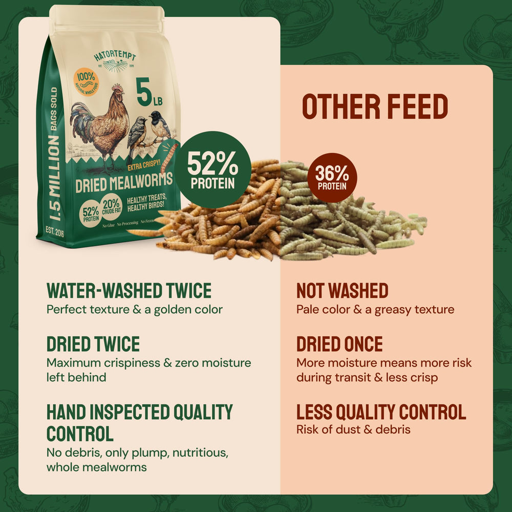 Hatortempt mealworms at outdoor feeder for wild birds.