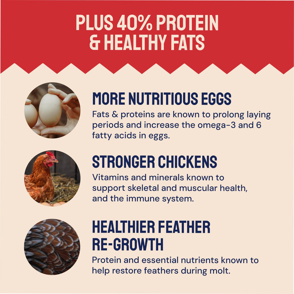 Hatortempt non-gmo chicken-treats closeup emphasizes additive-free, wholesome nutrition