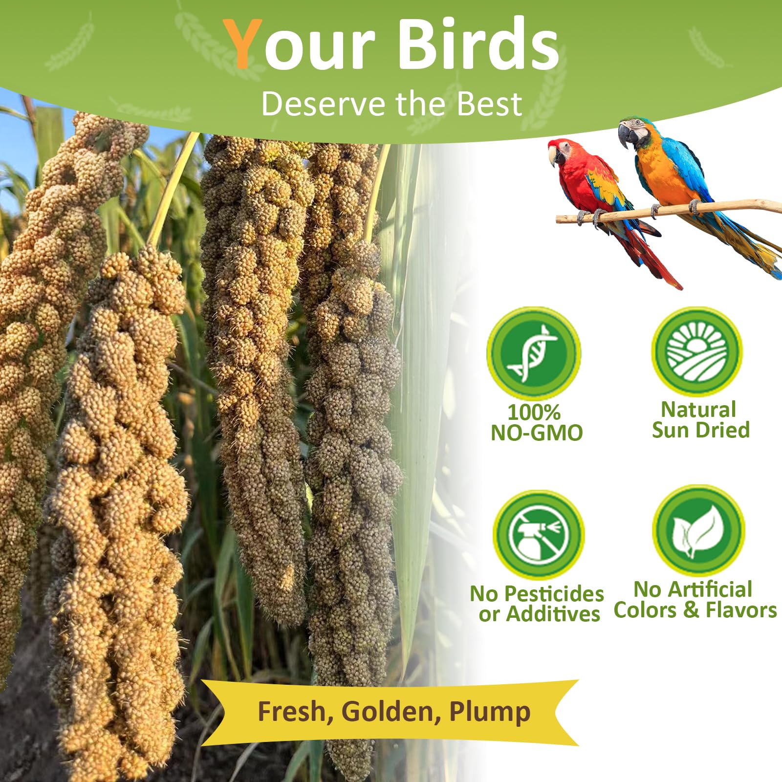 HATORTOP spray millet for birds close up of protein rich seeds for nutrition