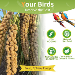 HATORTOP spray millet for birds close up of protein rich seeds for nutrition