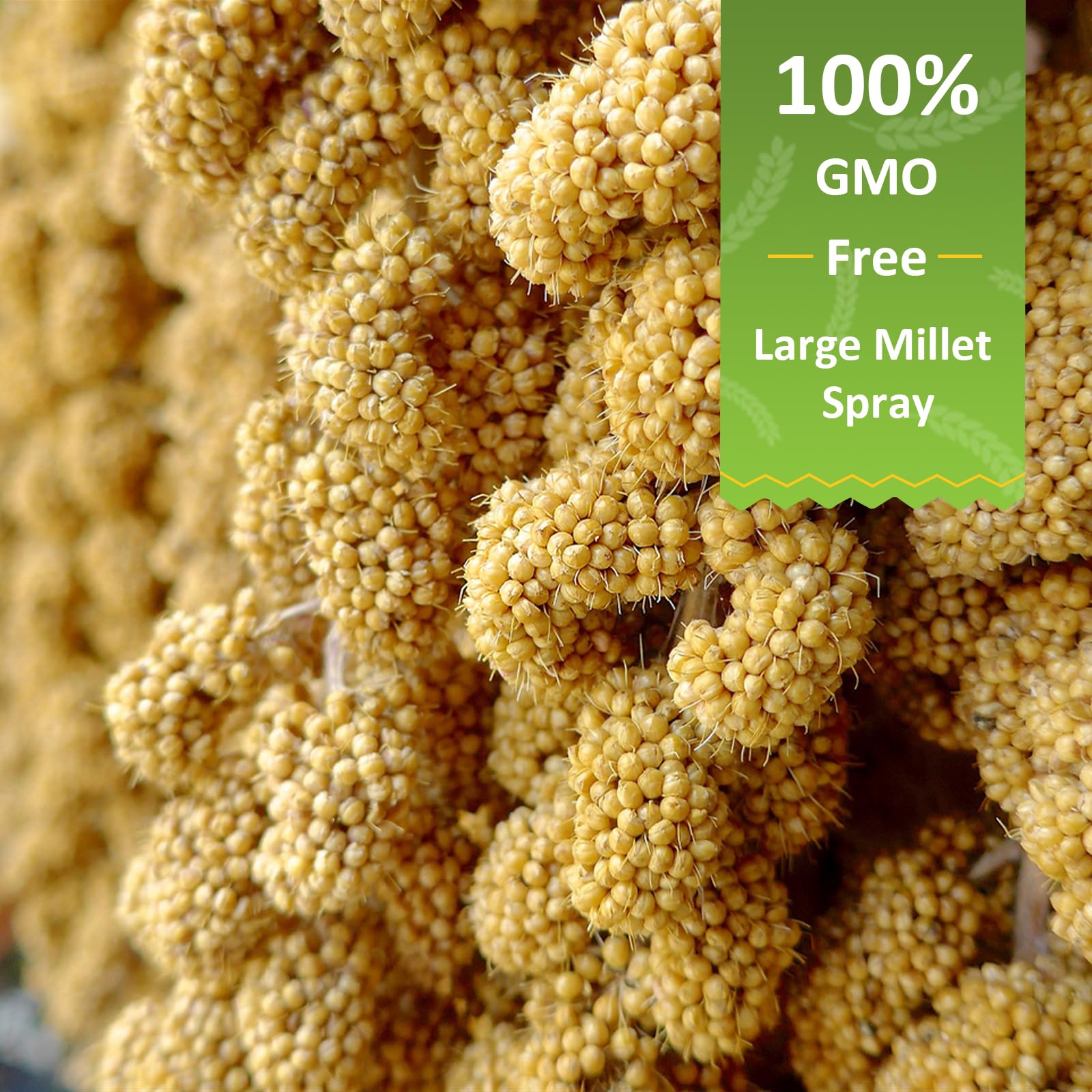HATORTOP spray millet for birds in feeder during playtime for enrichment