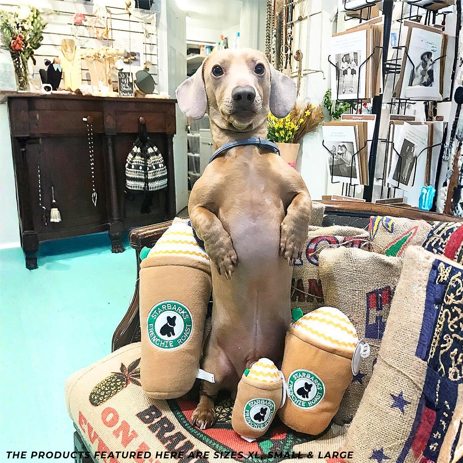 Haute Diggity Dog Starbarks Frappawcino all-breeds appeal encourages inclusive playtime.