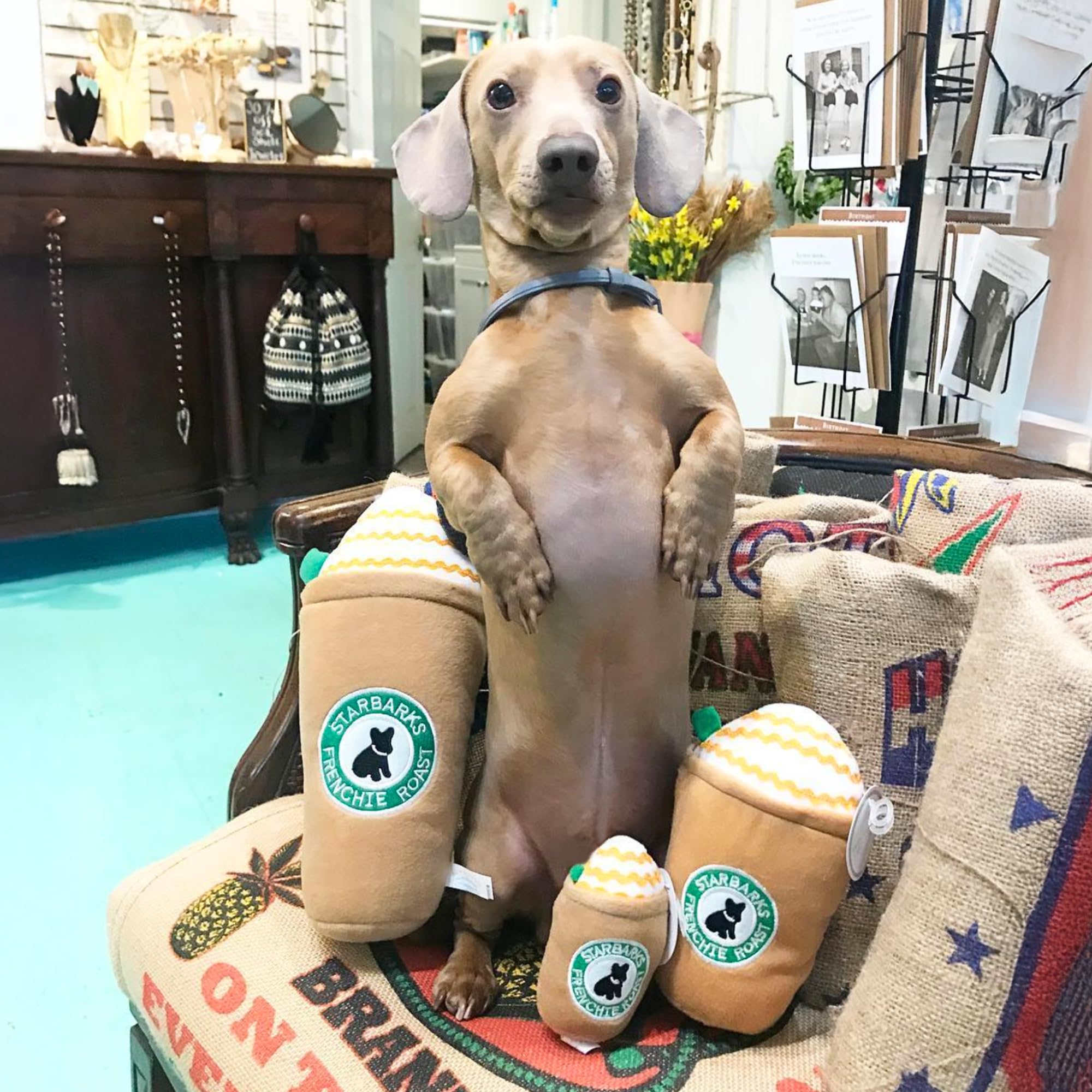 Haute Diggity Dog Starbarks Frappawcino toy machine-washable for easy cleanup between play.