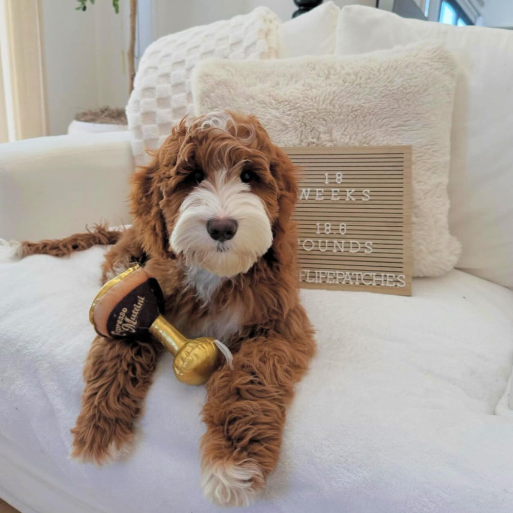 Espresso Muttini One Size fits dogs of all sizes