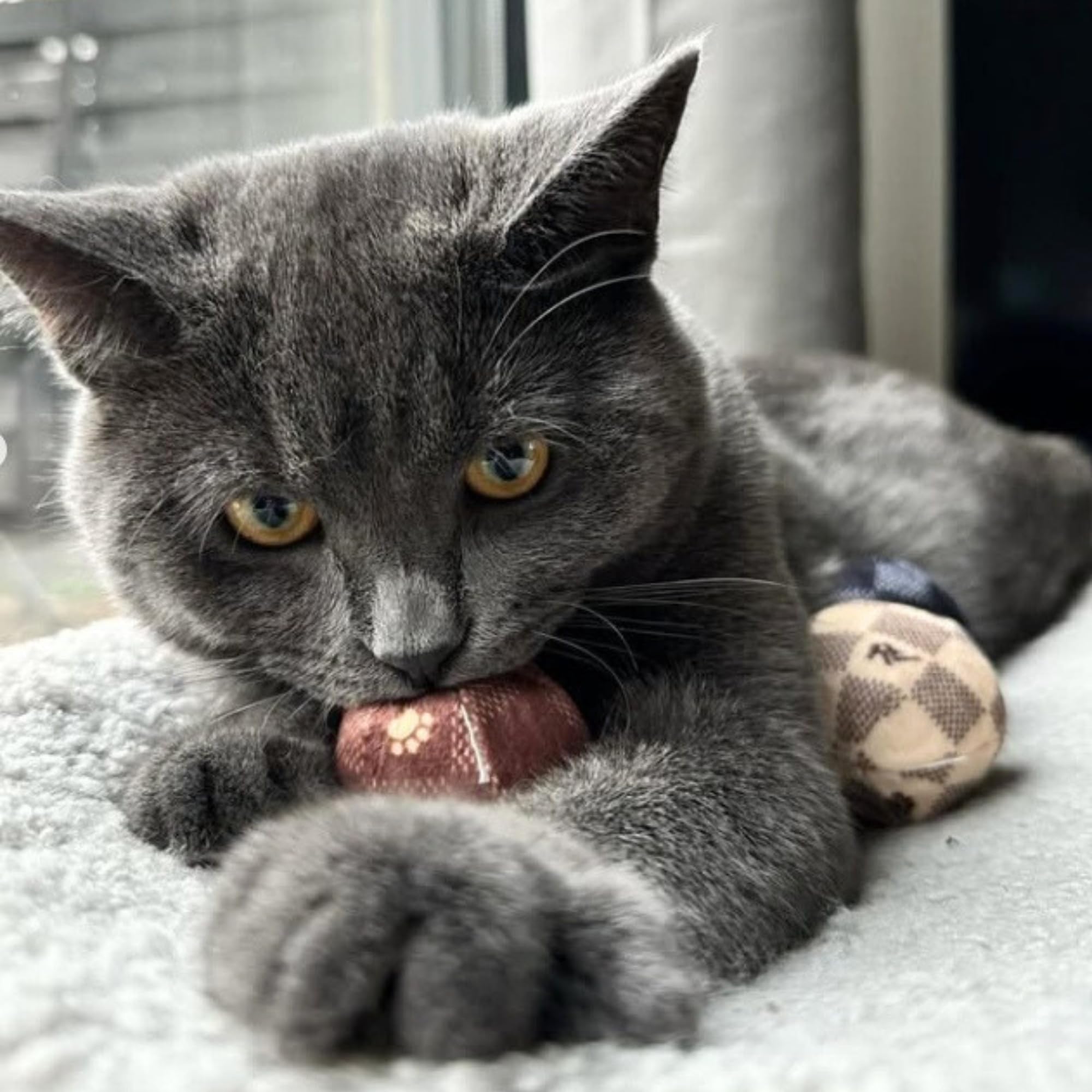 Haute Diggity Kitty Playtime Set packaging shows plush toy quality and care.