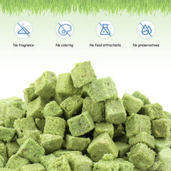 HavenJanny cat grass treat closeup showing fresh greens and texture for picky cats