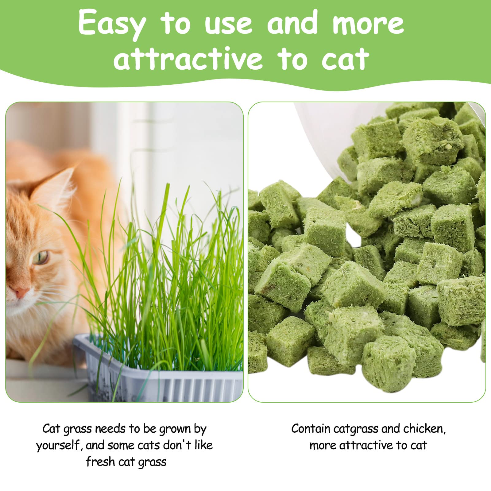 HavenJanny cat-grass-treats-oral-health-benefit photo highlighting plaque reduction and breath freshness