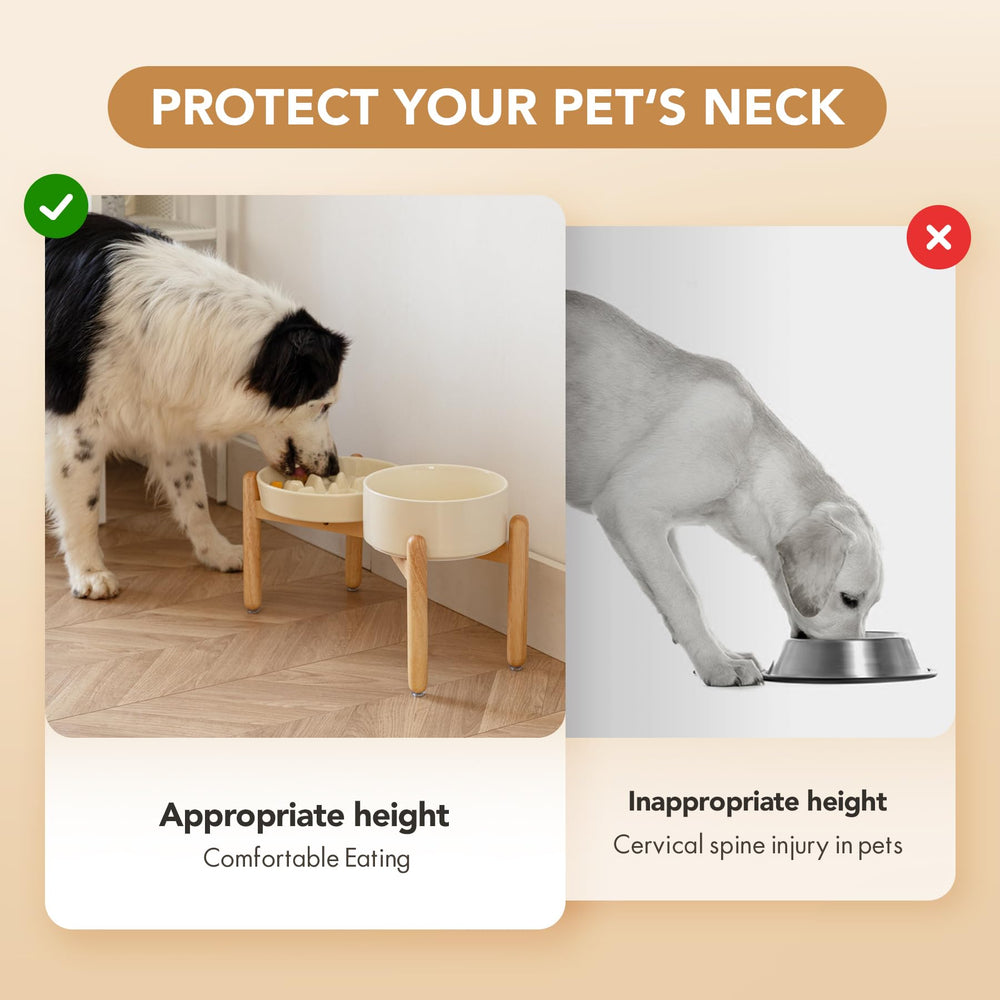 Havniva elevated feeder dog setup suits medium and large dogs for comfortable meals