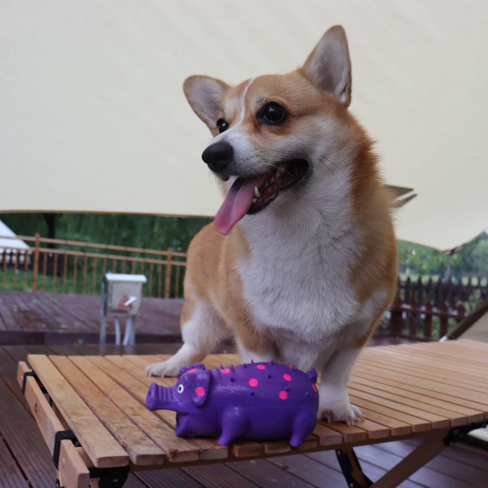 HCHYE Dog enjoying playtime with squeaky pig illustrating real-life fetch and chase use.