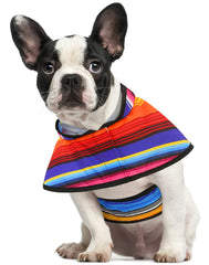 HDE dog raincoat with hood and adjustable belly strap for secure fit