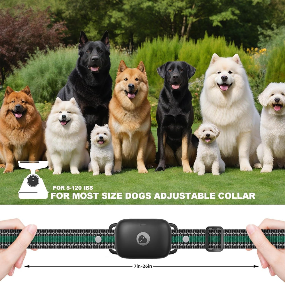 Three-collar pack from Heaflex enables simultaneous training across multiple dogs.